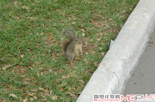 不得不说，奥斯汀有很多让人惊奇的地方，比如在街边树林里常见的小松鼠，根本没把人当回事儿！也许在它的眼里，每天迎来送往的不同国家的游客，才是真正的“动物”吧！